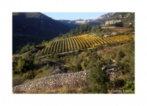 gso_1410261511