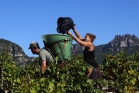 Vendanges dans les terrasses de l'Escalette