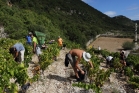 Vendanges dans les terrasses de l'Escalette