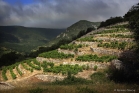 Vignes en terrasses à Lauroux