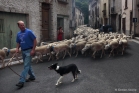 Transhumance à La Vacquerie