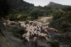 Transhumance : la draille entre Arboras et le col du Vent