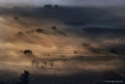 Brume matinale sur le vignoble de Montpeyroux