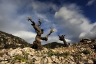 Terroir de l'Escalette