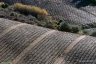 Vignoble de Berlou, 2004 (réf GVB030)