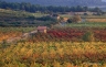 Vignoble de Faugères, 1996 (réf GVF0018)