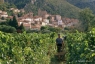 Vendanges à Roquebrun, 2003 (réf GVR007)