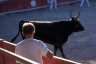 Course camarguaise, Mauguio