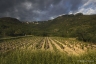 Terrasses du Larzac, 2010