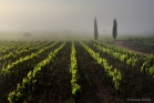 Terrasses du Larzac, 2015