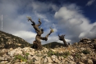 Terrasses du Larzac, 2016