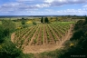 Minervois, 1998