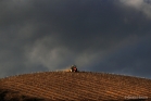 Vignoble de Faugères 