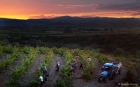 Vendanges à Faugères