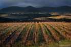 Vignoble de Faugères