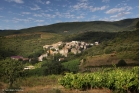 Vignoble de Faugères (La Liquière) (1309181469)