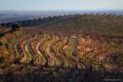 Vignoble de Faugères (1311304141)