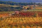 Vignoble de Faugères (GVF0018)