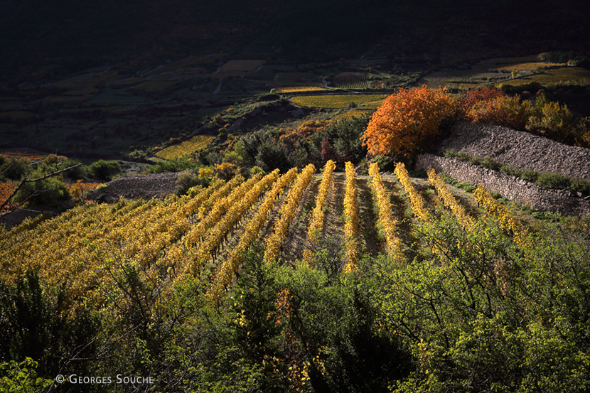 Terrasses du Larzac 2015