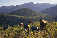 vignoble du Languedoc