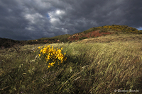 garrigue