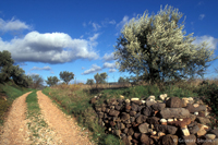 Coeur d'Hérault Terrasses du Larzac