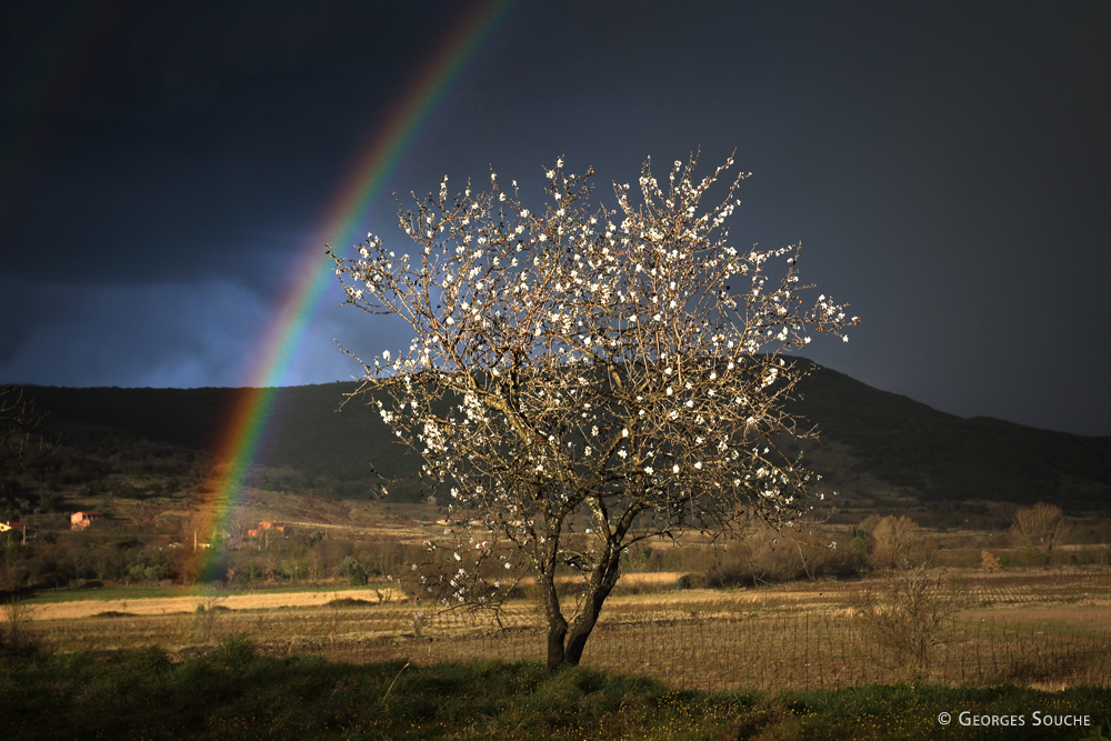 Amandier et arc-en-ciel