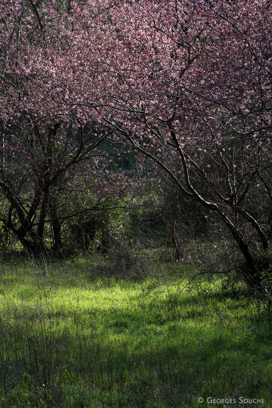 Printemps